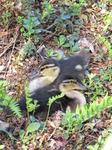 SX06310 Mallard ducklings.jpg